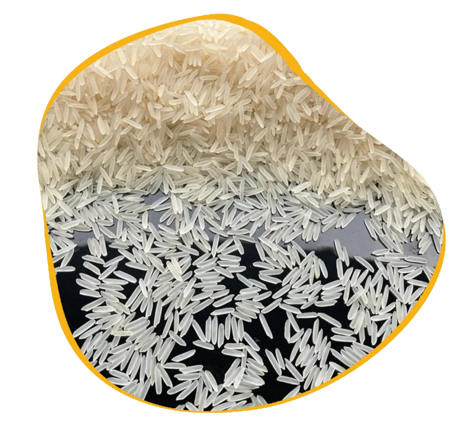 1121 Basmati rice exporter in india
